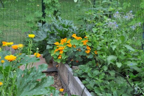 Настурция полезные свойства для огорода. Настурция: польза для огорода 01