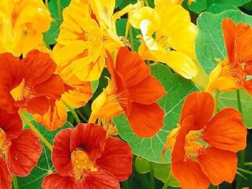 Настурция лечебные свойства. Настурция–лечебные свойства и применение в народной медицине