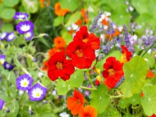 Настурция лечебные свойства. Настурция–лечебные свойства и применение в народной медицине