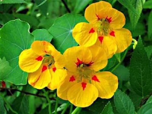 Настурция лечебные свойства. Настурция–лечебные свойства и применение в народной медицине
