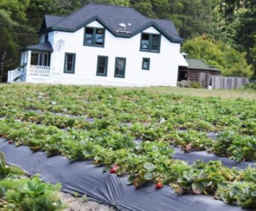 Как приготовить землю для виктории. Кислотность почвы 11 Как приготовить землю для виктории. Кислотность почвы 11