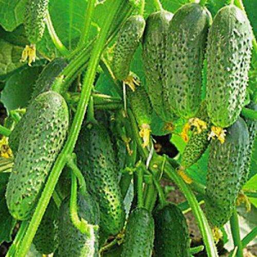 Сорта огурцов, устойчивые к болезням украина. Сорта огурцов для открытого грунта Украины