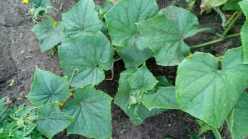 Огурцы, как омолодить. Омоложение корней