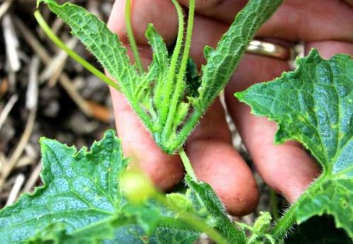 Какие плети обрывать у огурцов. Для чего прищипывать огурцы?