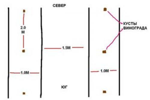 Какое должно быть расстояние между кустами винограда. Планировка густоты посадки 02