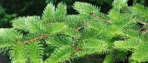 Можжевельник дома польза. Можжевельник: лечебные свойства и противопоказания, польза и вред