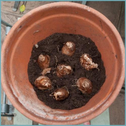 Что посадить после нарциссов. Как посадить нарцисс