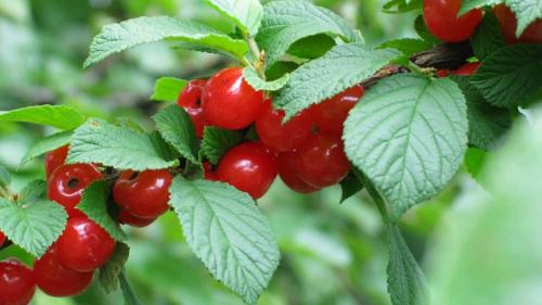 Что значит вишня войлочная. Особенности войлочной вишни