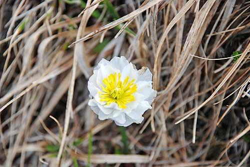 Купальница Европейская и купальница азиатская отличия условий их обитания. 02 Купальница Европейская и купальница азиатская отличия условий их обитания. 02