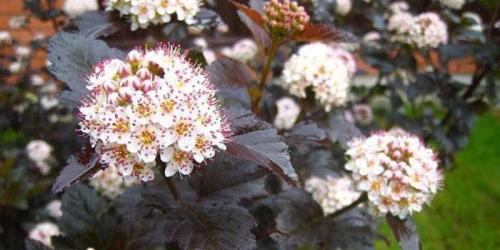 Пузыреплодник калинолистный. Что такое пузыреплодник калинолистный