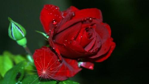 Символ красная роза, какой страны. Почему роза — символ Англии 02