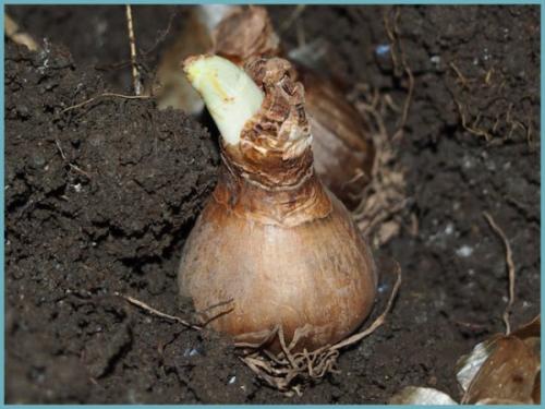 Что посадить после нарциссов. Как посадить нарцисс