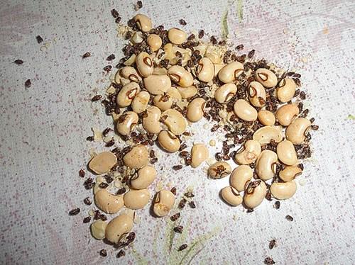 Как сушить фасоль в домашних условиях на зиму. Как хранить фасоль зимой?