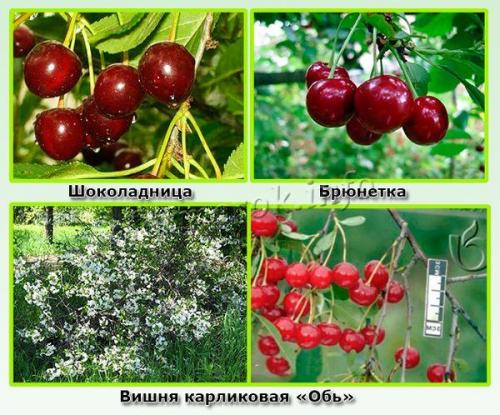 Что значит вишня самобесплодная. Какие самоплодные вишни относятся к низкорослым?