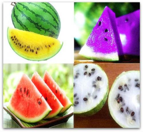 Где растут арбузы в России. Арбуз на территории России 05