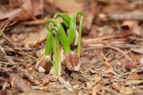 Через сколько лет плодоносит кедровое дерево 08