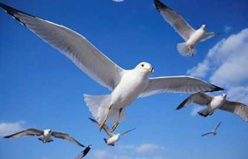 Приметы на основе наблюдений за животными. Приметы про погоду, которые определяют по животным 06