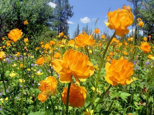 Купальница цветок приметы. Магия купальницы