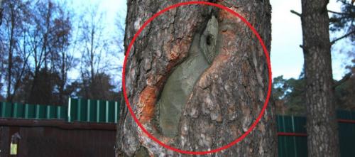 Чем заделать дупло у яблони. Дупло в яблоне: правильно лечим рану и пломбируем опасное отверстие 04