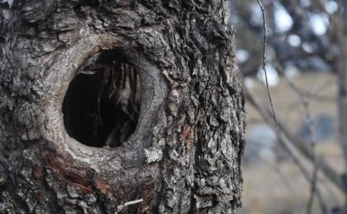 Чем заделать дупло у яблони. Дупло в яблоне: правильно лечим рану и пломбируем опасное отверстие 01