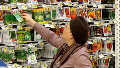 Чем отличается сорт от гибрида томатов. Отличия сорта от гибрида F1. Что лучше?