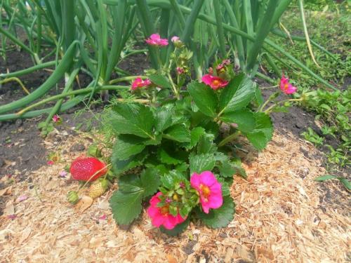 Что можно посадить рядом с клубникой. Лучшие и худшие соседи для клубники.