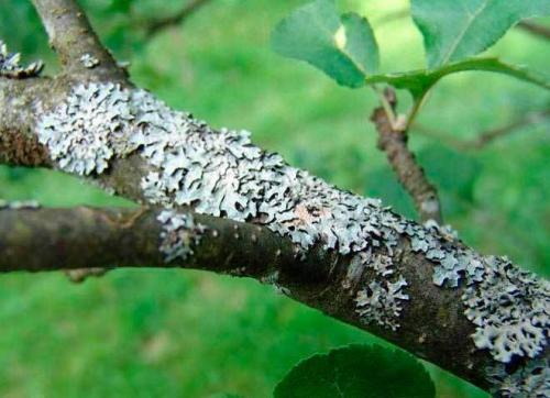 Медный и железный купорос в чем разница. Применение купороса в виноградарстве