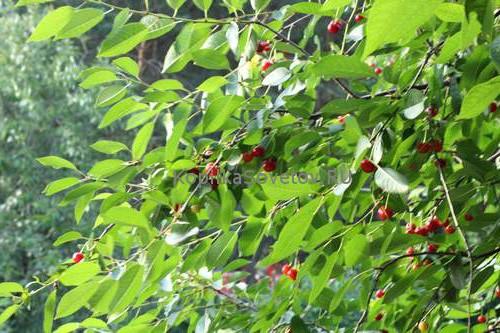 Чем замазать срез цветка. Как правильно обрабатывать растения при пересадке или после обрезки?