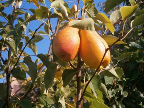 Когда снимать груши с дерева. Как определить съемную спелость груши? | Дача – впрок 06 Когда снимать груши с дерева. Как определить съемную спелость груши? | Дача – впрок 06