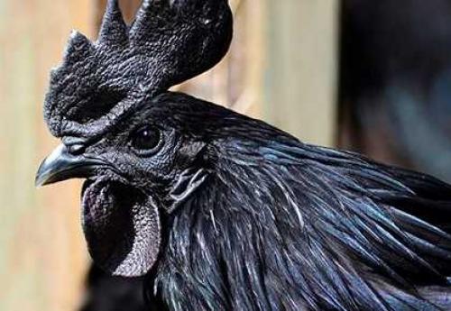 Приметы на основе наблюдений за животными. Приметы про погоду, которые определяют по животным 03