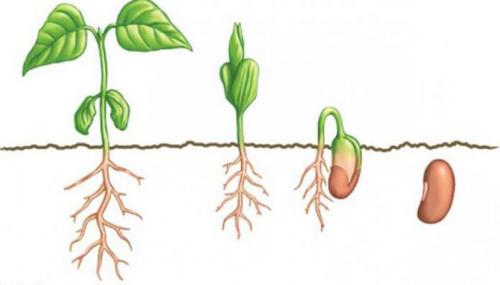 Что такое семядоля у растений. Значение слова &laquoсемядоля»