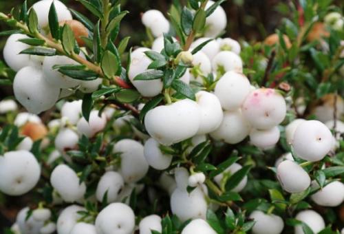 Пернеттия уход в домашних условиях. Виды и сорта