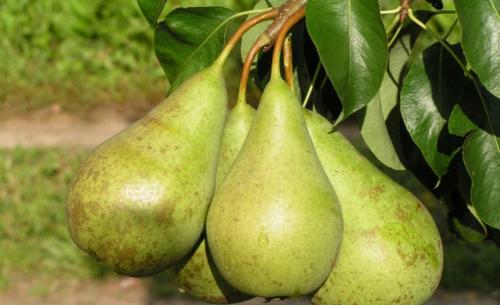 Когда снимать груши с дерева. Как определить съемную спелость груши? | Дача – впрок 03 Когда снимать груши с дерева. Как определить съемную спелость груши? | Дача – впрок 03