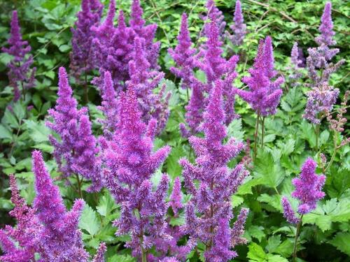 Японский сад в сибири. Японский сад на даче: выбираем растения с умом