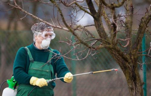 Чем заделать дупло у яблони. Дупло в яблоне: правильно лечим рану и пломбируем опасное отверстие 02