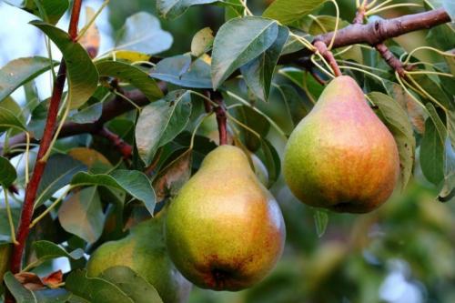 Когда снимать груши с дерева. Как определить съемную спелость груши? | Дача – впрок 05 Когда снимать груши с дерева. Как определить съемную спелость груши? | Дача – впрок 05