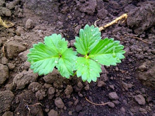 Можно ли рядом садить клубнику и землянику. Правильная посадка