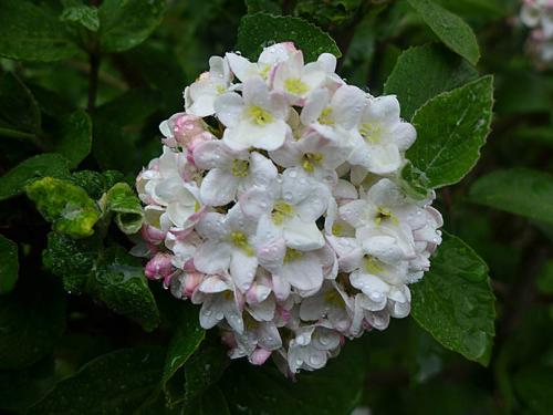 Японский сад в сибири. Японский сад на даче: выбираем растения с умом