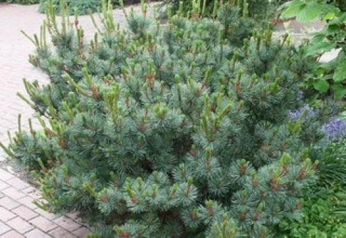 Кедровый стланик посадка и уход. Описание и фото кедрового стланика