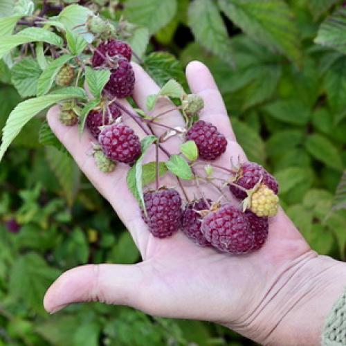 Как отличить ремонтантную малину от обычной? 02