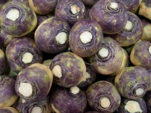 Пареная брюква. 