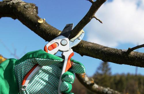 Как утеплить саженцы груши на зиму. Подготовка к зиме саженцев