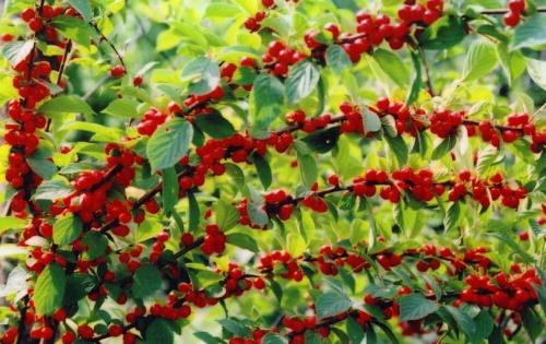 Что значит вишня войлочная. Особенности войлочной вишни