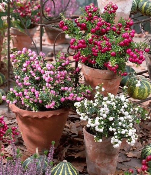 Пернеттия уход в домашних. Пернеттия Pernettya