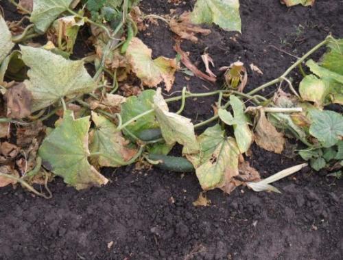 Что делать с ботвой моркови. Вопрос ребром: что делать с ботвой после уборки урожая?