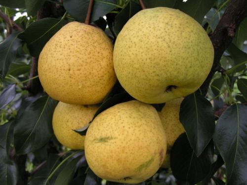 Когда снимать груши с дерева. Как определить съемную спелость груши? | Дача – впрок 04 Когда снимать груши с дерева. Как определить съемную спелость груши? | Дача – впрок 04