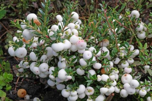 Пернеттия уход в домашних. Пернеттия Pernettya