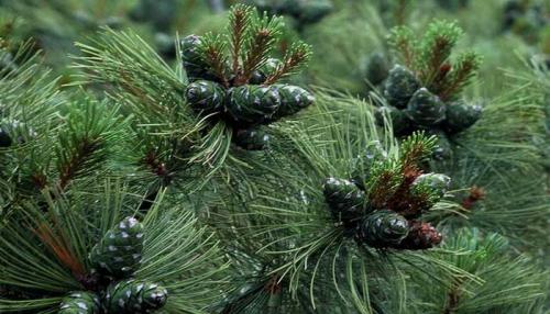 Кедровый стланик посадка и уход. Описание и фото кедрового стланика