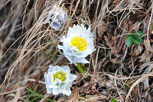 Купальница Европейская и купальница азиатская отличия условий их обитания. 03 Купальница Европейская и купальница азиатская отличия условий их обитания. 03