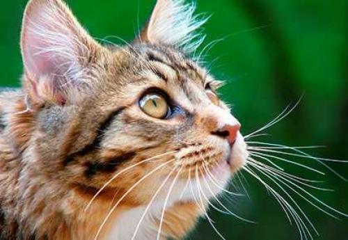 Приметы на основе наблюдений за животными. Приметы про погоду, которые определяют по животным 01